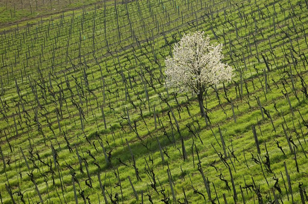 Agriturismo Buondonno Castellina in Chianti Exterior foto